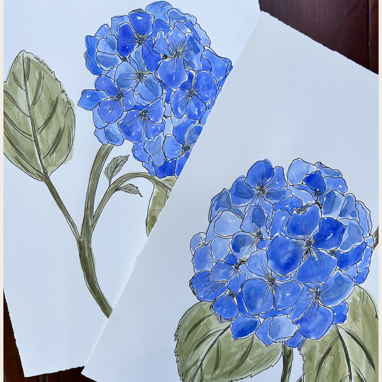 Hydrangea II