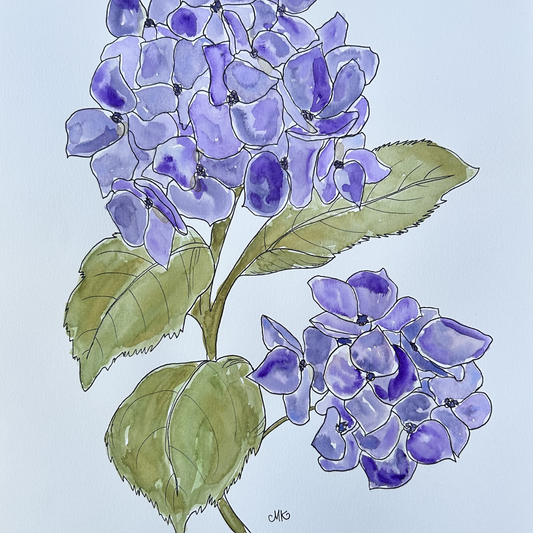 Hydrangea III