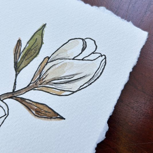 Magnolia IV