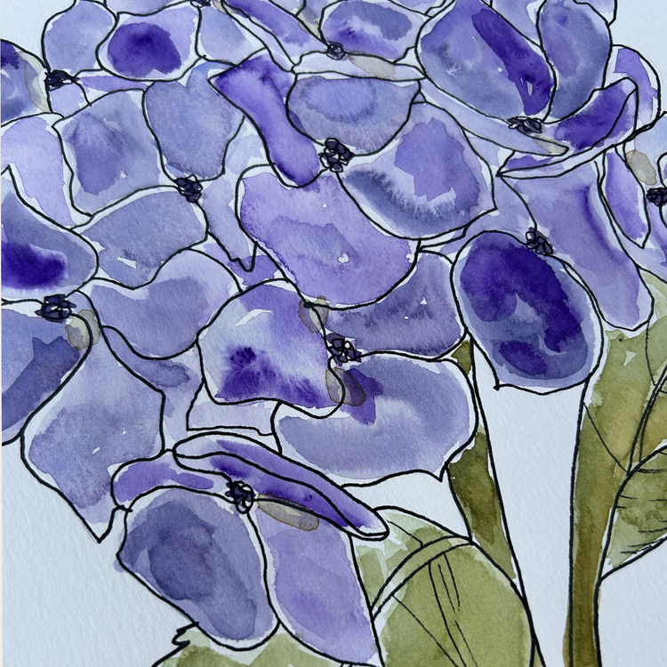 Hydrangea III