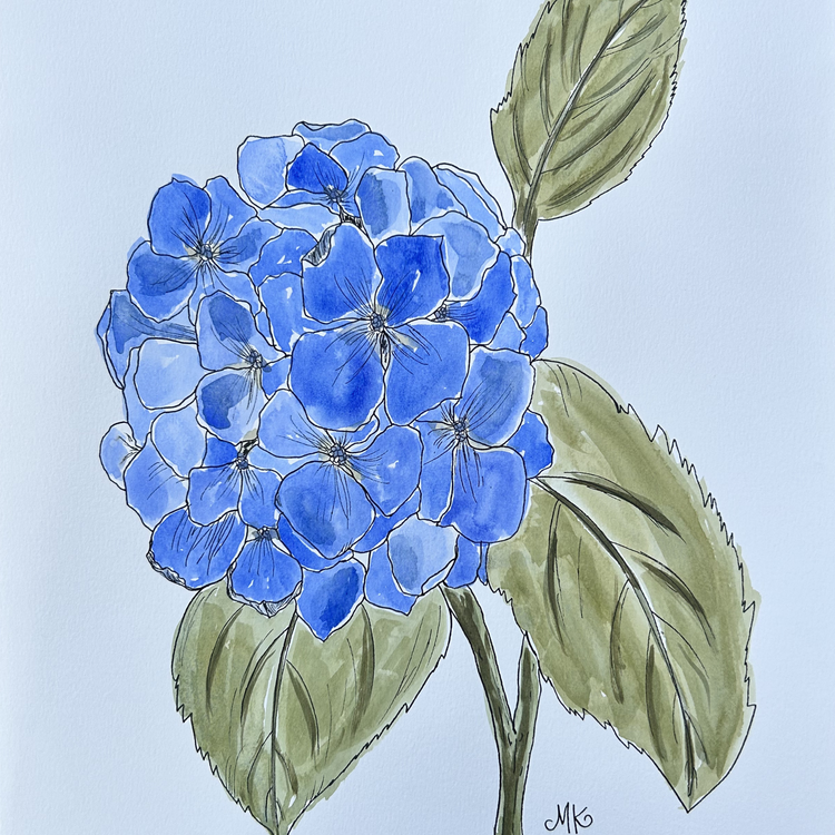 Hydrangea II