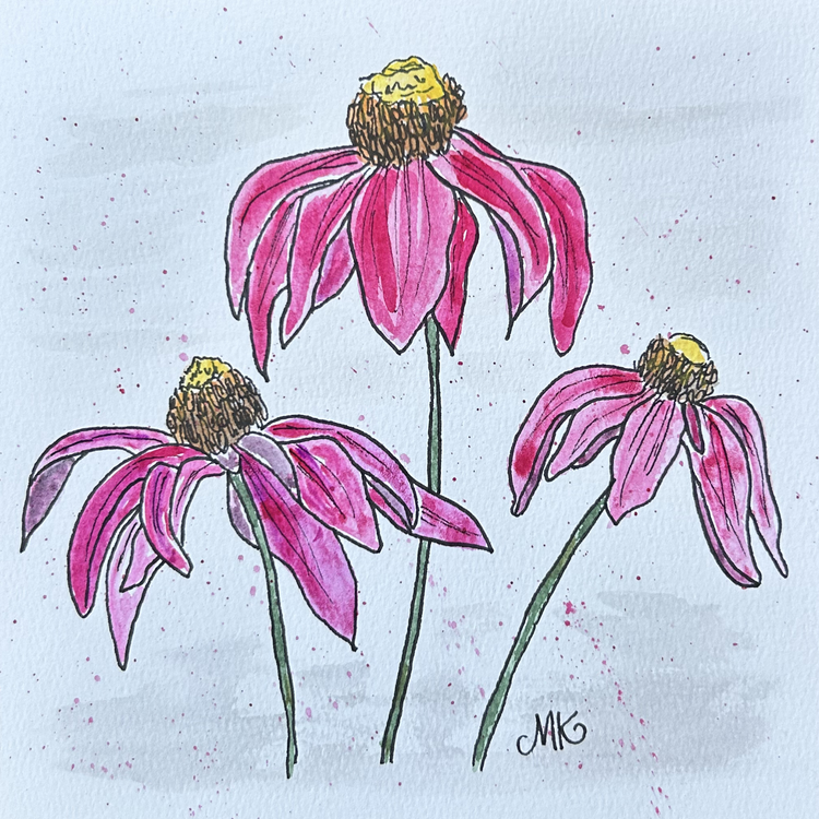 Coneflower II