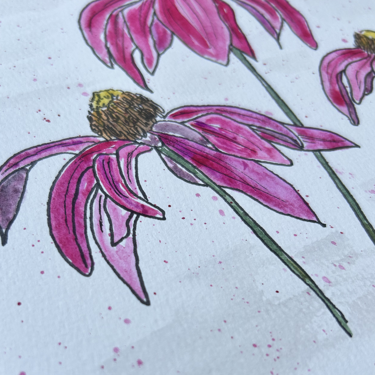 Coneflower II